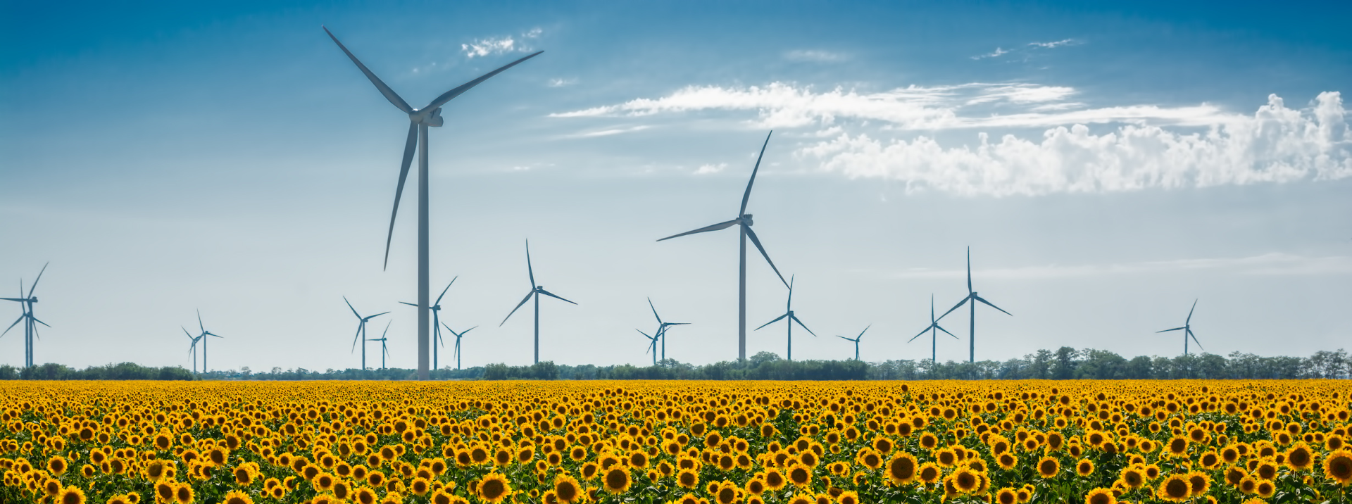 Field with sunflowers and eco power, wind turbines