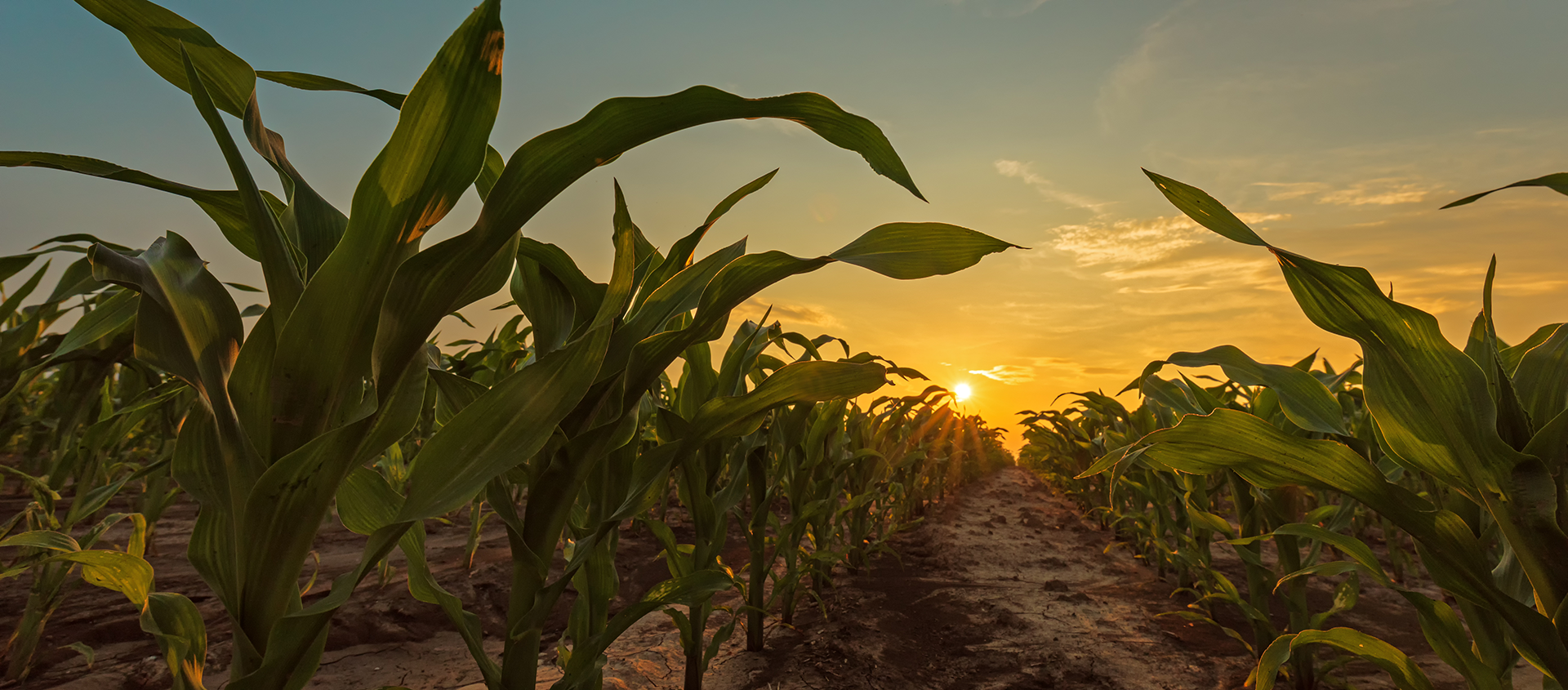 corn in a field with the sunset