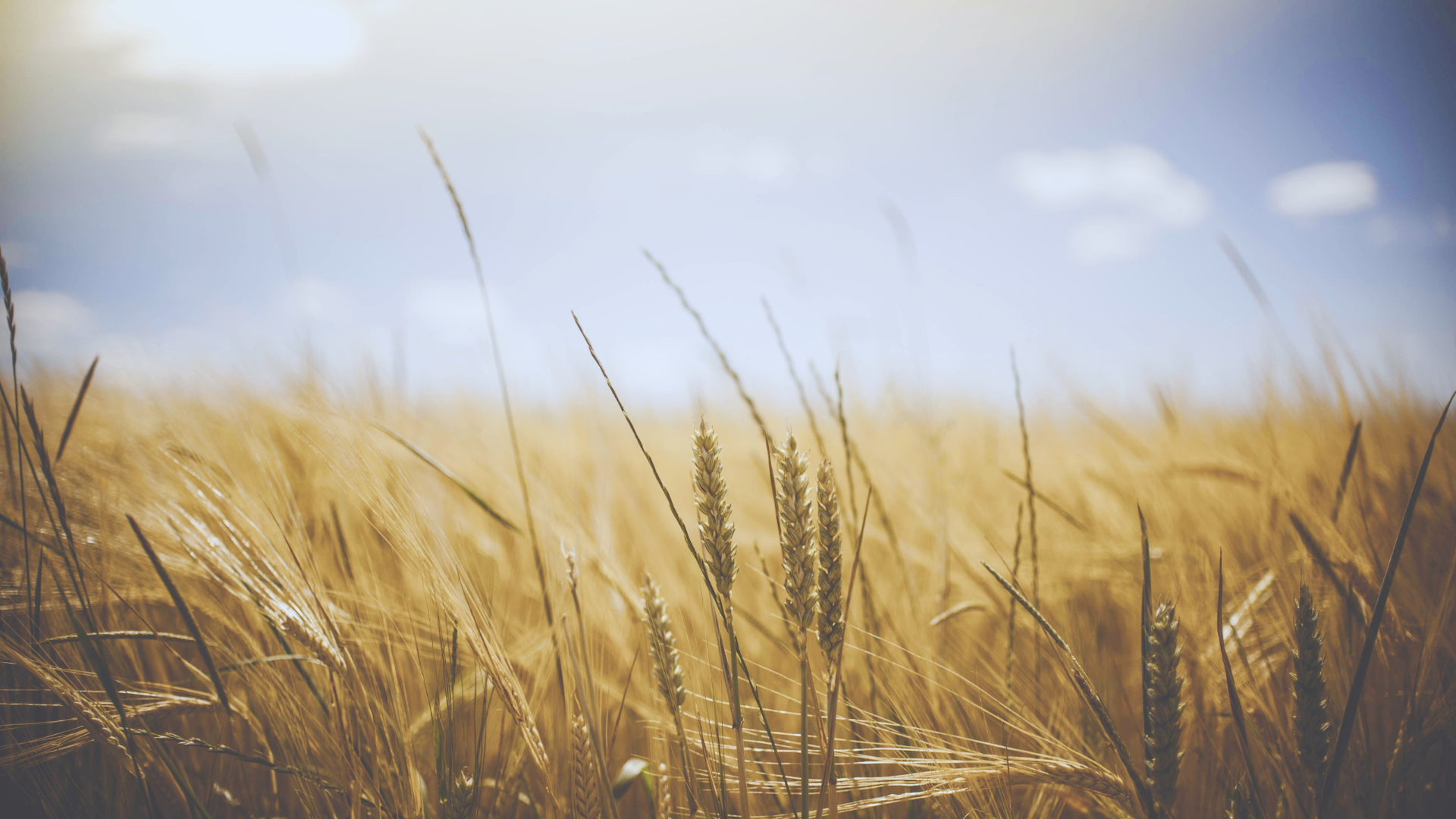 Wheat Field