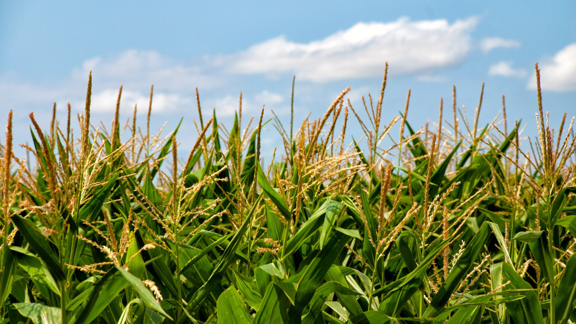 corn field