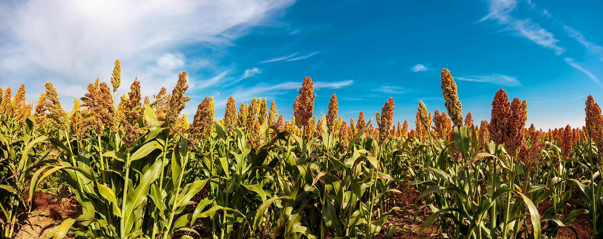 sorghum field with blue sky in background