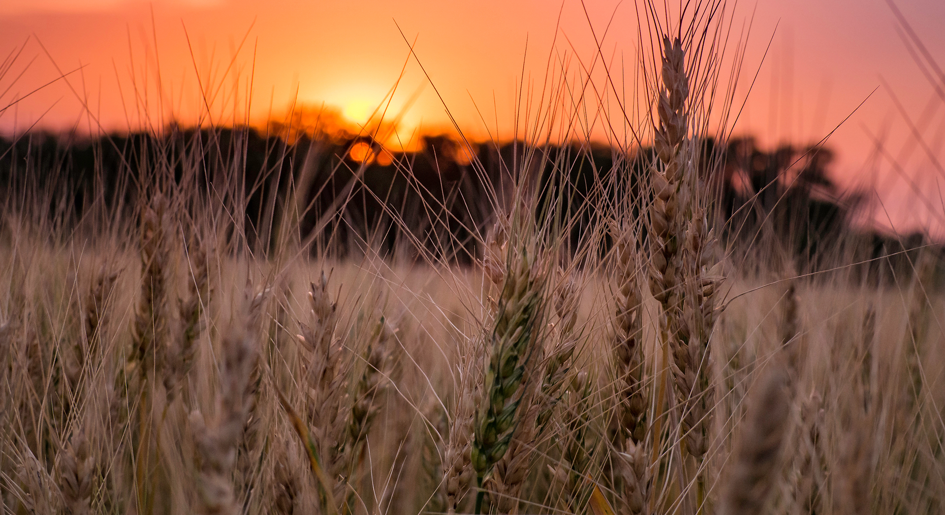 Close up of wheat with an orange and pink sunset in the background